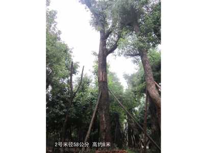 桂花树香樟树