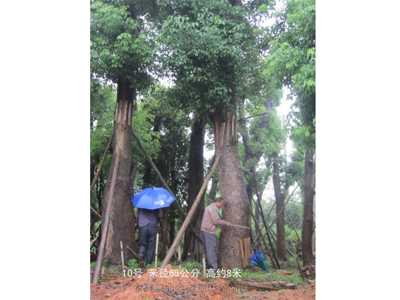 桂花树香樟树