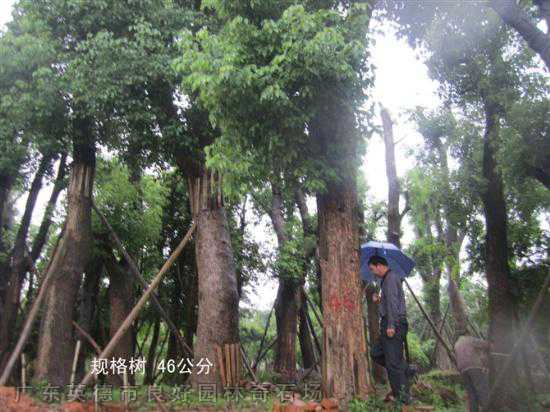 桂花树香樟树