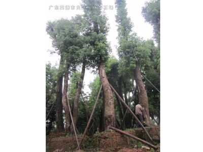 桂花树香樟树