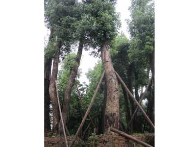 桂花树香樟树