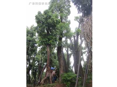 桂花树香樟树